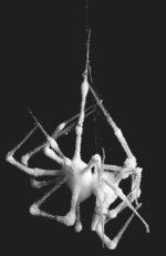 frozen spider2.jpg