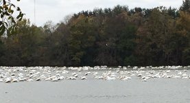 Pelicans_1.jpg