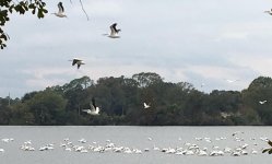 Pelicans_2.jpg