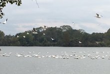 Pelicans_3.jpg