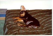 amydogbed1.jpg