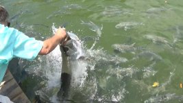 K&Tarpon.jpg