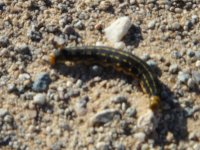 DSC04853.jpg
