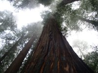 redwood.jpg