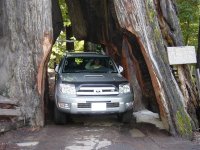 drivetree014.jpg