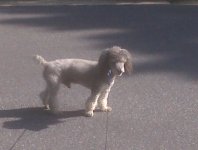 doggy !!!.jpg