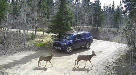 170416152819deer.jpg