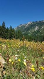 20170703_110534-1.jpg 20170703_110534-1.jpg
