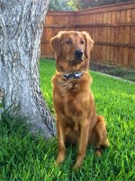 IMG_Wrigley .jpg IMG_Wrigley .jpg