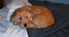 IMG_1519.jpg