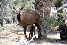Grand Canyon_3.jpg