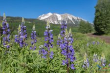 Silvery Lupine.jpg Silvery Lupine.jpg