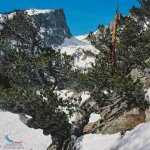 Bristlecone Dream.jpg