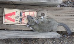 PackRat that trap is 7inches long.jpg