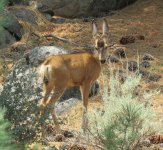 deer_weird.jpg