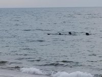 Seal.jpg