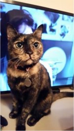 Pretty Tootsie.jpg