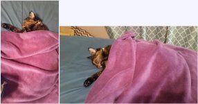 Sleepie Tortie.jpg