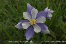 Colorful Colorado Columbine.jpg Colorful Colorado Columbine.jpg