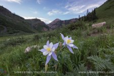 Cinnamon Mountain & Colorado Columbine.jpg Cinnamon Mountain & Colorado Columbine.jpg