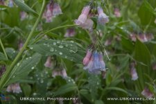 Dewdrops & Mountain Bluebells.jpg Dewdrops & Mountain Bluebells.jpg