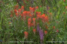 Paintbrush-&-Elephant-Heads.jpg Paintbrush-&-Elephant-Heads.jpg