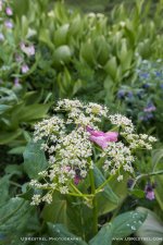 Flax Flowers & Mountain Bluebells.jpg Flax Flowers & Mountain Bluebells.jpg
