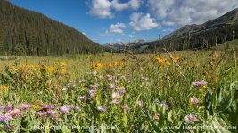 Schofield Wildflowers.jpg Schofield Wildflowers.jpg