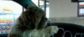 taydriving 2.JPG