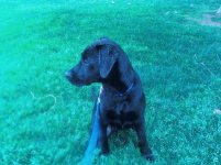 Bo in the grass.jpg