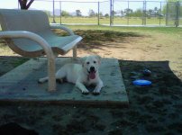 Titus dog park.jpg