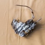 170810_mouse_002.jpg