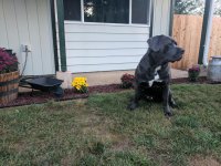 IMG_20170911_192402.jpg