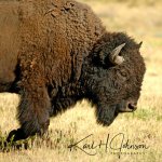 Buffalo HeadSIG.jpg
