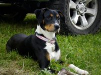 bella 4runner 2.jpg