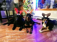 christmas dogs.jpg