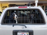 4Runner Dogs.jpg