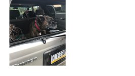 deputydog.jpg