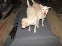dogscat_helping.jpg