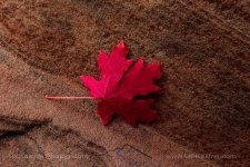 Maple & Sandstone.jpg
