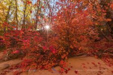 Maple Sunstar.jpg