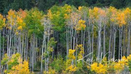 ASPEN GROVE SIG.jpg