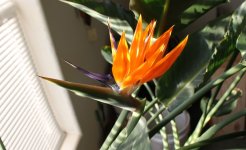 Bird of Paradise.JPG