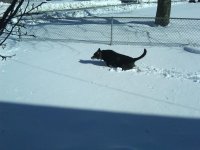 East Coast Snow (7).jpg