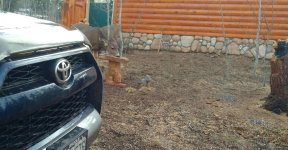 deer033018.jpg