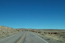 LV001-Cattle so of Middlegate.jpg