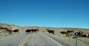 LV002-Cattle.jpg
