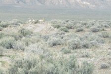 36001-antelope.jpg