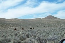 36012-horse herd.jpg