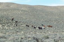36013-horses.jpg